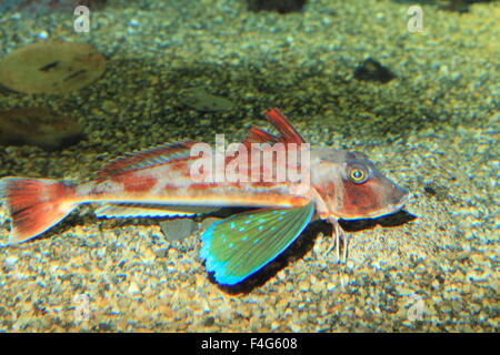 Cappone rosso (Chelidonichthys spinosus) in Giappone Foto Stock