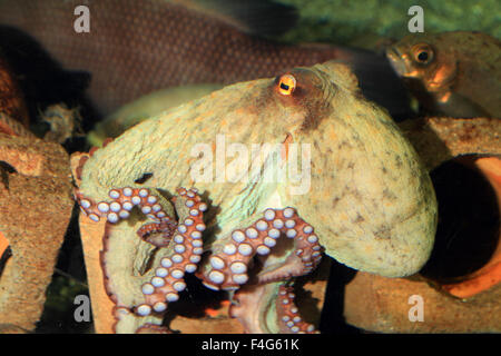 Polpo (Octopus vulgaris) in Giappone Foto Stock