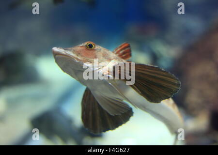 Cappone rosso (Chelidonichthys spinosus) in Giappone Foto Stock