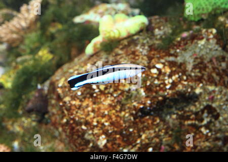 Il detergente comune (Wrasse Labroides dimidiatus) in Giappone Foto Stock