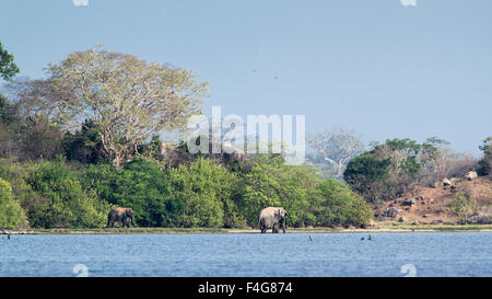 Subspecie Elephas maximus maximus ; Sri Lanka elephant Foto Stock