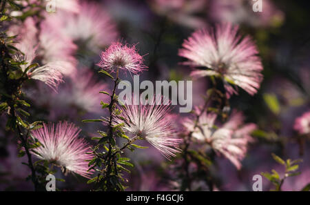 Una chiusura di immagine retroilluminata della polvere di rosa fiori di sfoglia Foto Stock