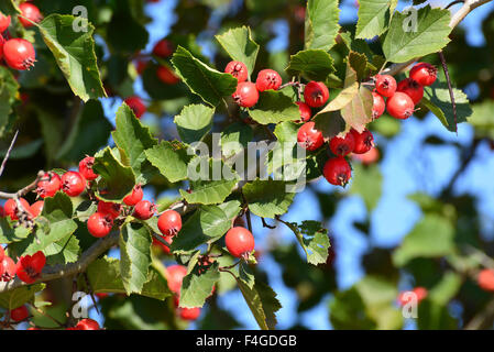 Coppia bel rosso biancospino bacche Foto Stock