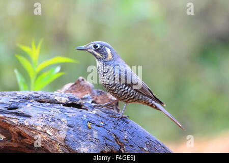 Castagne e panciuto Tordo Rock (Monticola rufiventris) femmina in Thailandia Foto Stock