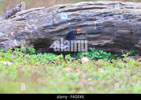 Grigio-winged Blackbird (Turdus boulboul) maschio in Thailandia Foto Stock