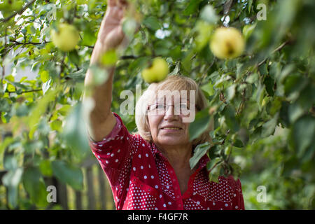 Età della donna la raccolta di mele nel suo giardino. Foto Stock