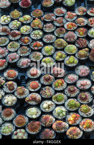 Sempervivum. Houseleek piante in pentole in vendita ad uno spettacolo d'autunno. REGNO UNITO Foto Stock