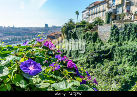 Viola gloria di mattina fiori appendere il coperchio e Porto di edifici. Ottobre, 2015. Porto, Portogallo. Foto Stock