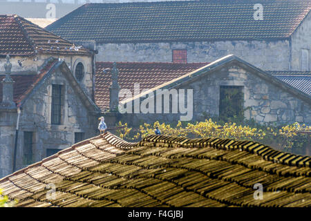 Un gabbiano sorge alla fine di un vecchio porto wine lodge tetto in Gaia. Settembre, 2015. Porto, Portogallo. Foto Stock