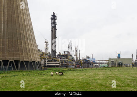 Parte di prodotti chimici industriali complessi, con la torre di raffreddamento a fabbrica chimica, DSM. Geleen, Limburgo, Paesi Bassi. Foto Stock