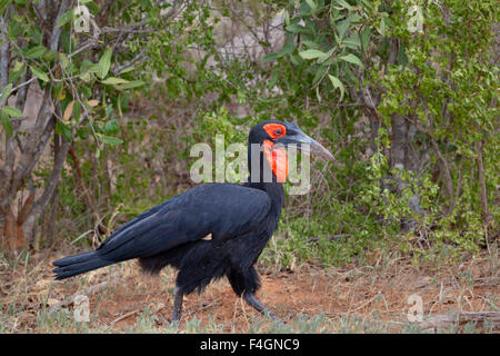 Un Southern Ground-Hornbill nel parco nazionale orientale di Tsavo in Kenya Foto Stock