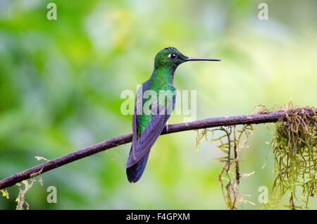 Una Imperatrice brillante (Hummingbird Heliodoxa imperatrix) appollaiato sul ramo nativo. Foto Stock