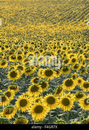 Girasoli che fiorisce in campagna - profondità di campo Foto Stock