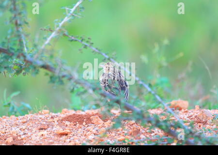 Jerdon's Bush Lark (Mirafra affinis) in Sri Lanka Foto Stock