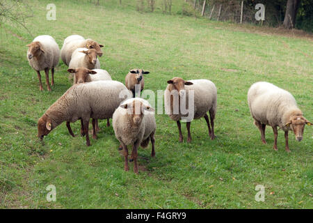 Coburger, Fuchsschaf, Thueringer, Waldziege Foto Stock