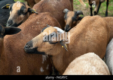 Coburger, Fuchsschaf, Thueringer, Waldziege Foto Stock