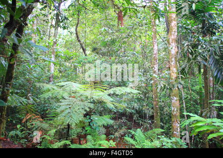 Riserva forestale di Sinharaja nello Sri Lanka Foto Stock