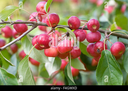 Malus x robusta 'Red Sentinel' frutti. Il granchio le mele in autunno. Foto Stock