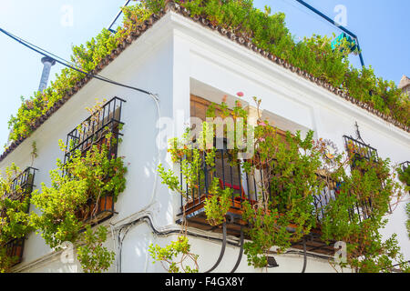 Tipico di windows con griglie e fiori decorativi nella città di Cordoba, Spagna Foto Stock