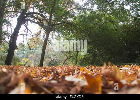 Wimbledon Londra,UK. Il 18 ottobre 2015. Le foglie di autunno su un incantevole autunno glorioso giorno di Wimbledon Common Credit: amer ghazzal/Alamy Live News Foto Stock