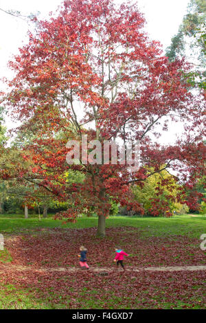 Wimbledon Londra,UK. Il 18 ottobre 2015. Bambini che giocano sotto un albero in un giorno di autunno caldo su Wimbledon Common Credit: amer ghazzal/Alamy Live News Foto Stock