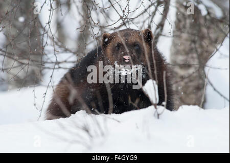 Wolverine in neve, Norvegia Foto Stock