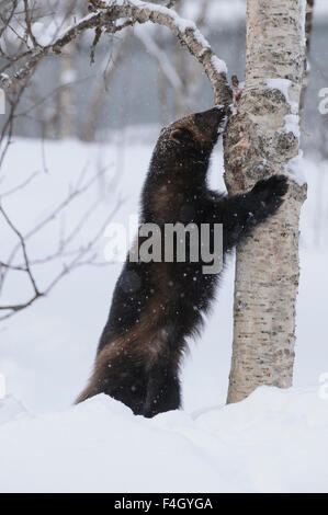 Wolverine in neve, Norvegia Foto Stock