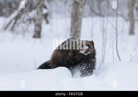 Wolverine in neve, Norvegia Foto Stock