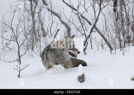 Lupo con alberi di betulla in una tempesta di neve, Norvegia Foto Stock