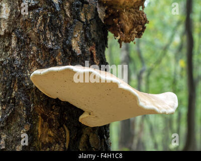 Polypore cresce su birch tronco di albero Foto Stock