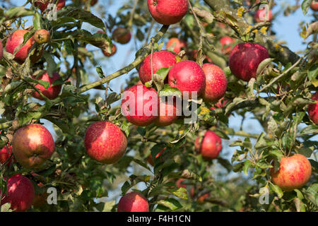 Malus domestica. Mele " Cornish aromatic' mature su un albero in autunno Foto Stock