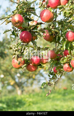 Malus domestica. Mele " Cornish aromatic' mature su un albero in autunno Foto Stock