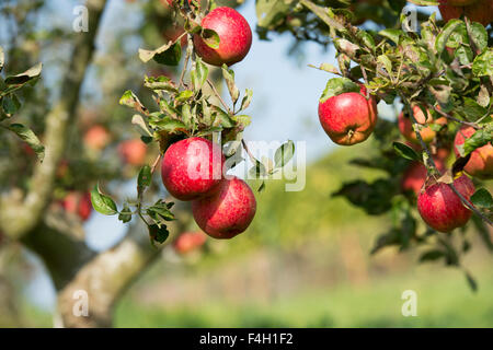 Malus domestica. Mele " Cornish aromatic' mature su un albero in autunno Foto Stock