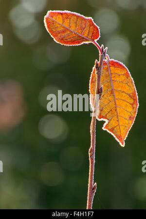 Giallo Foglie di autunno congelati in una fredda mattina di autunno. Immagine hdr. Foto Stock