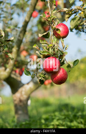 Malus domestica. Mele " Cornish aromatic' mature su un albero in autunno Foto Stock