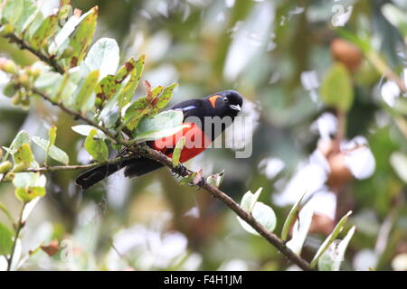 Scarlet-panciuto Tanager montagna (Anisognathus igniventris) in Ecuador Foto Stock