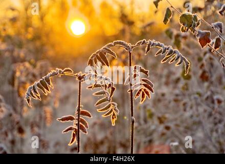 Congelati rowan barnches close-up immagine su un soleggiato fredda mattina autunnale. Immagine hdr. Foto Stock