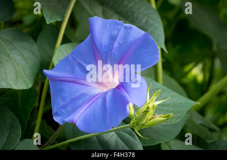 Gloria di mattina o Ipomoea purpurea fiore in piena fioritura closeup e isolata contro lussureggiante fogliame verde Foto Stock