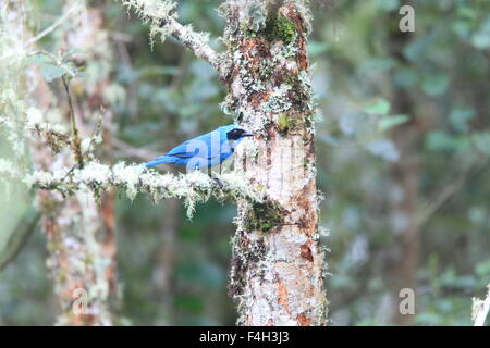 Il turchese Jay (Cyanolyca Turcosa) nelle Ande,Ecuador Foto Stock