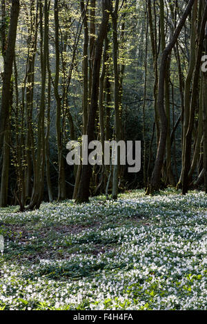 Anemoni di legno (Anemone nemorosa ,) nei boschi della signoria dei boschi, Horsemonden, Kent, England, Regno Unito Foto Stock