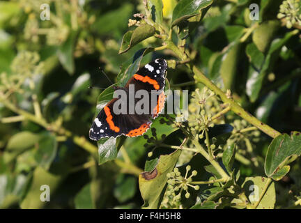 Red admiral butterfly poggiante su ivy Foto Stock