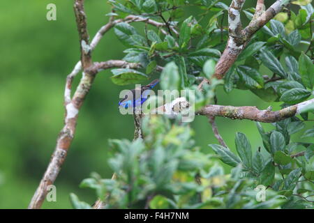 Opal-rumped Tanager (Tangara velia) in Amazon,Ecuador Foto Stock