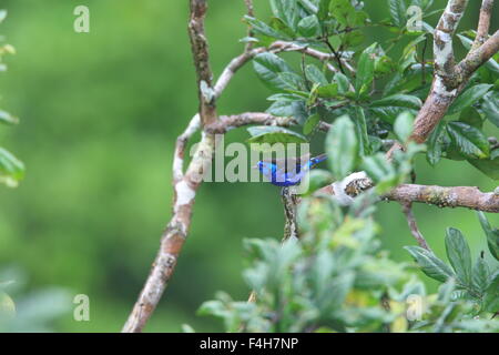 Opal-rumped Tanager (Tangara velia) in Amazon,Ecuador Foto Stock