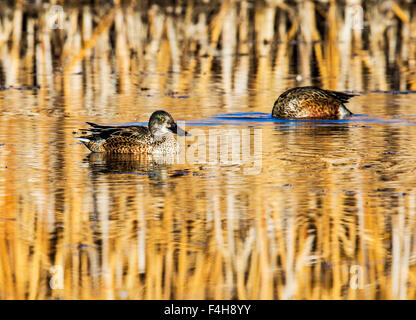 Northern mestolone piscina d'anatra all'alba, Monte Vista National Wildlife Refuge, Colorado, STATI UNITI D'AMERICA Foto Stock