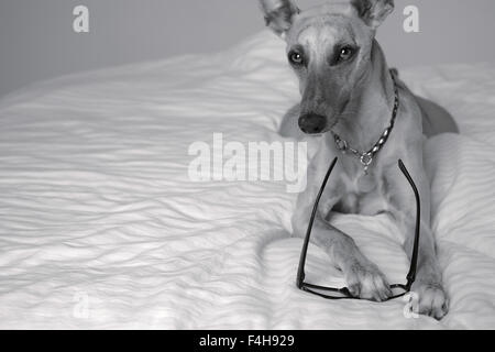 Il whippet cane con gli occhiali da lettura Foto Stock