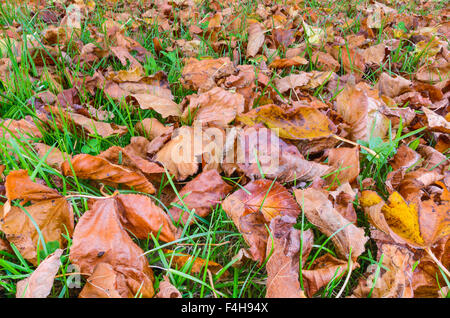 Foglie di autunno posa sulla terra dopo la caduta di alberi. Foto Stock