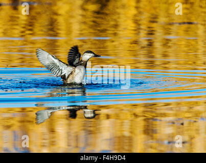 Northern mestolone piscina d'anatra all'alba, Monte Vista National Wildlife Refuge, Colorado, STATI UNITI D'AMERICA Foto Stock