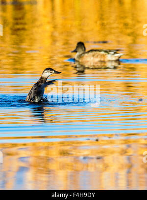 Northern mestolone piscina d'anatra all'alba, Monte Vista National Wildlife Refuge, Colorado, STATI UNITI D'AMERICA Foto Stock