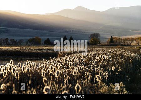 Cattails crescono lungo gli stagni al Monte Vista National Wildlife Refuge, Central Colorado, STATI UNITI D'AMERICA Foto Stock