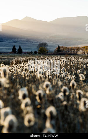 Cattails crescono lungo gli stagni al Monte Vista National Wildlife Refuge, Central Colorado, STATI UNITI D'AMERICA Foto Stock